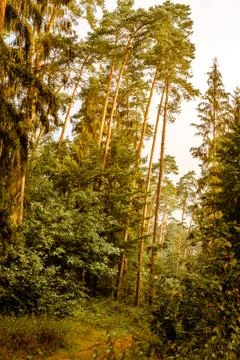 Forrestlights Stock Photos