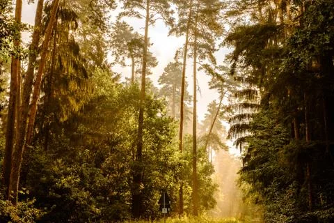 Forrestlights Stock Photos