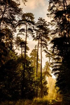 Forrestlights Stock Photos