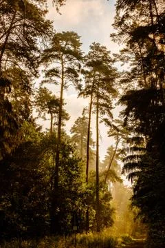 Forrestlights Stock Photos