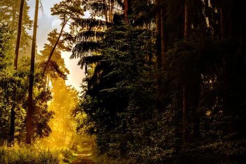 Forrestlights Stock Photos