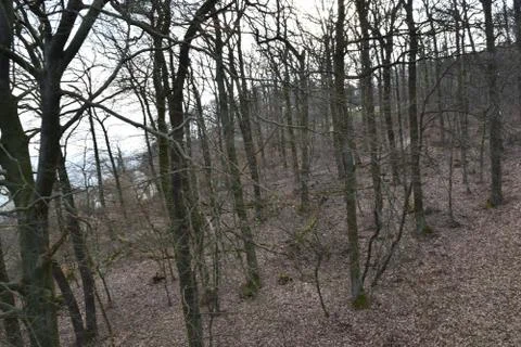 Forrests Stock Photos