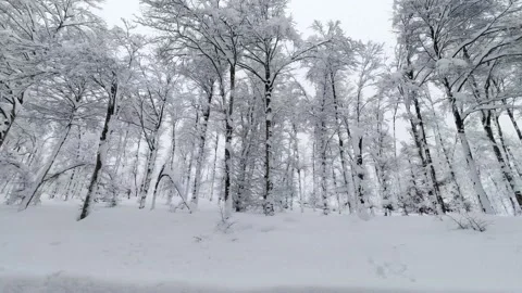 Forsage Webinar side tracking shot in the middle of the snowy forest during a Stock-Footage 146337486