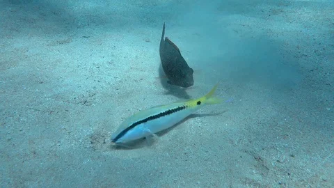 Forsskal's goatfish Stock Footage 95476699