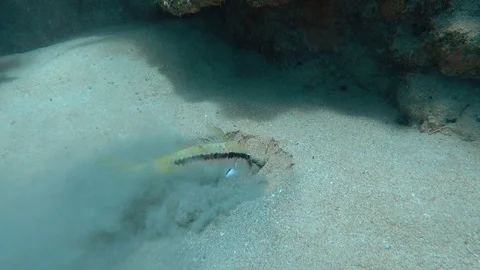 Forsskal's goatfish Stock Footage 95481118