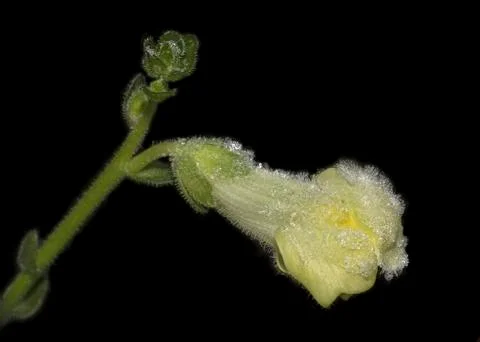 Forsted snap dragon 스톡 사진