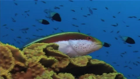 Forster's Hawkfish, Close Up Stock Footage 300315713