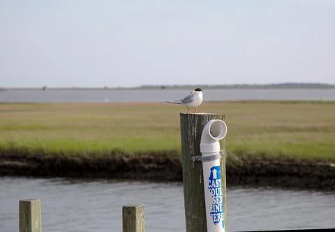 Forster's Tern Bird Stock Photos