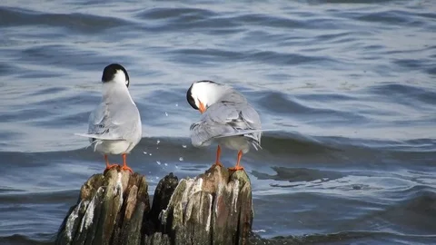 Forster's Terns Stock Footage 75847217