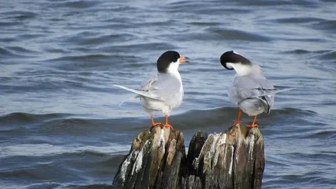 Forster's Terns Stock Footage 75847220