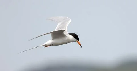 Forst's tern Foto stock