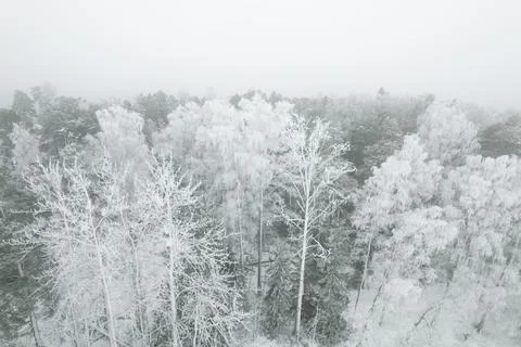 Forsty, snowy forest Stock Photos
