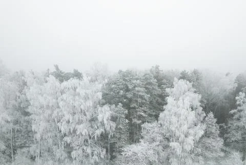 Forsty, snowy forest Stock Photos