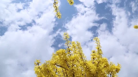 Forsythia against the sky. background video. camera rotation. Video stock 190480148