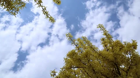 Forsythia against the sky. background video. camera rotation. Stock Footage 191390985