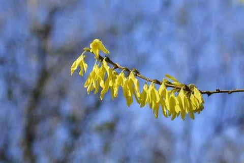 Forsythia Arnold Dwarf Stock Photos