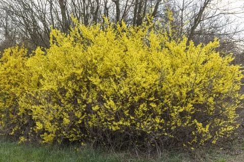Forsythia in bloom with birch trees in the background Stock Photos