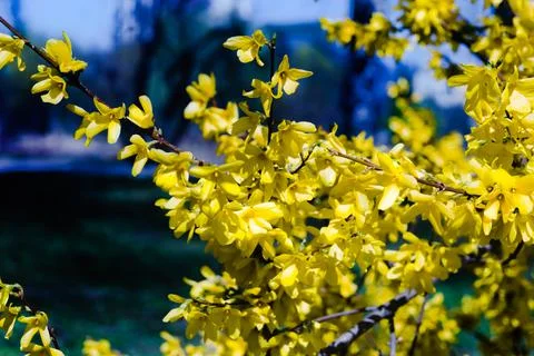 Forsythia bloom in early spring. Stock Photos