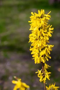 Forsythia blooming in early spring, close up Stock Photos
