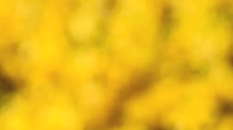 Forsythia blooming in spring Video stock 3036495