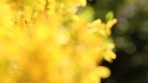 Forsythia blooming in spring Stock Footage 3051259