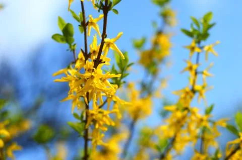 Forsythia blooming in spring Stock Photos