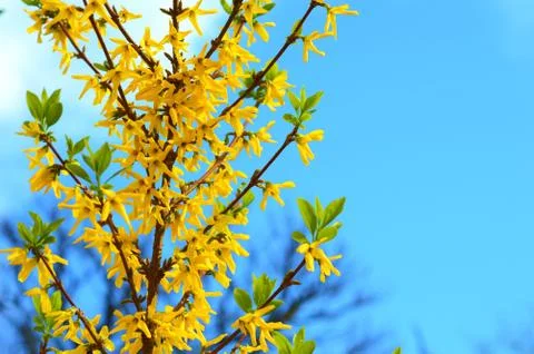 Forsythia blooming in spring Stock Photos
