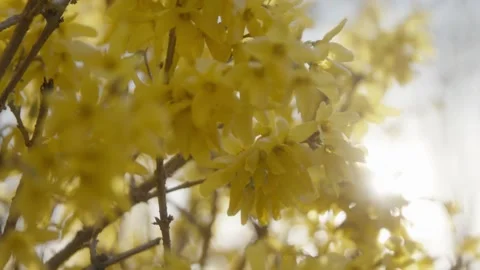 Forsythia Blooms Stock Footage 132463290