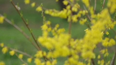 Forsythia blossoms Branch, during Spring Season. Stock Footage 110708140