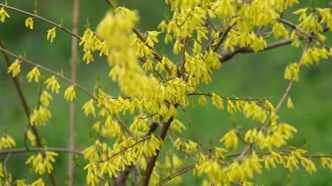 Forsythia blossoms Branch, during Spring Season. Stock Footage 110708141