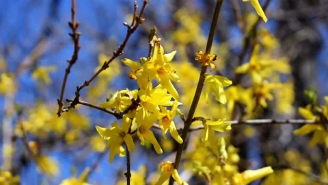 Forsythia Blossoms Stock Footage 152509582