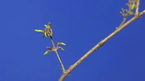 Forsythia Branch Blooming Time-Lapse on Blue Screen Stock Footage 329681445