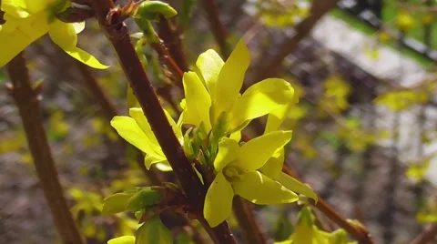 The forsythia branch with flowers Stock-Footage 48996440