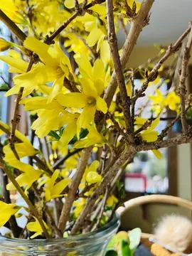 Forsythia Branches Stock Photos