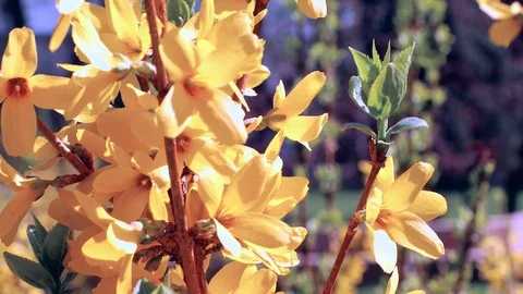 Forsythia bright flowers Stock Footage 90272941