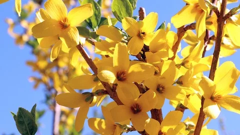 Forsythia bright flowers Stock Footage 90272948