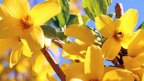 Forsythia bright flowers Stock Footage 90272996