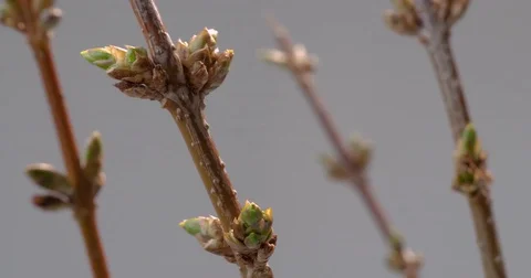 Forsythia bud opening blooming closeup Видео 84861557