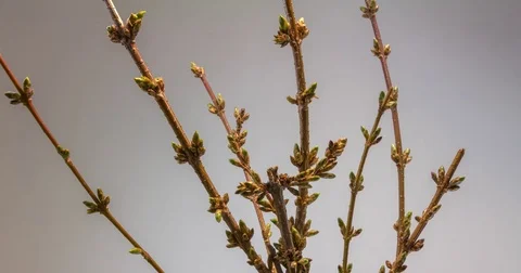 Forsythia bud opening blooming Stock Footage 84864858