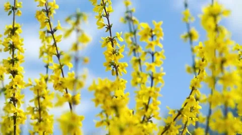 Forsythia bush in the wind Stock Footage 49091619