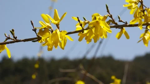 Forsythia flower on a tree with blue sky Video stock 303048517
