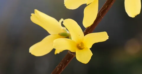 Forsythia flowers Blossom In Spring 库存影片 162579174