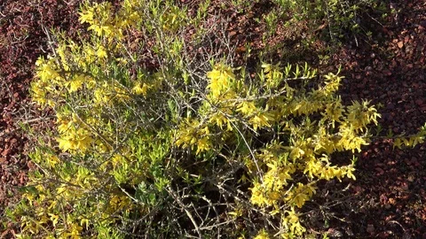 Forsythia flowers branch in springtime. Spring blossoming florets. Video stock 105904471