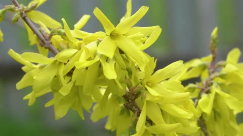 Forsythia flowers close up Video stock 164917465