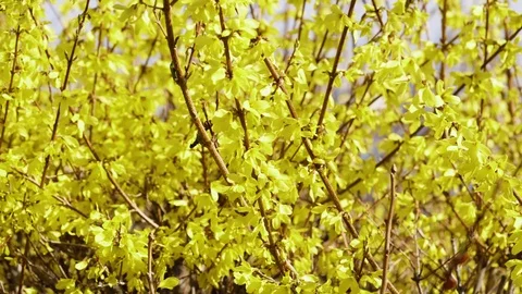 Forsythia Flowers Vídeo Stock 105897324