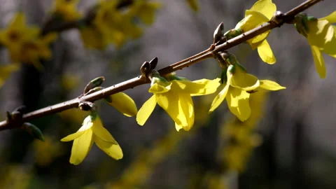 Forsythia Flowers 動画素材 172222297