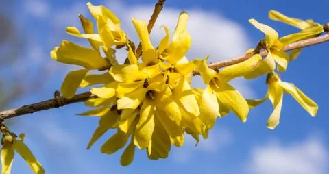 Forsythia flowers Stock Photos