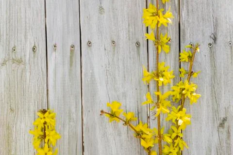 Forsythia Flowers Stock Photos
