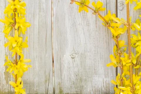 Forsythia Flowers Stock Photos