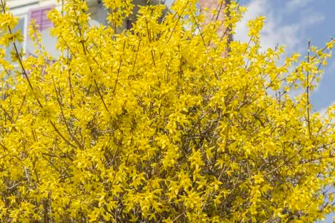 Forsythia Flowers Stock Photos